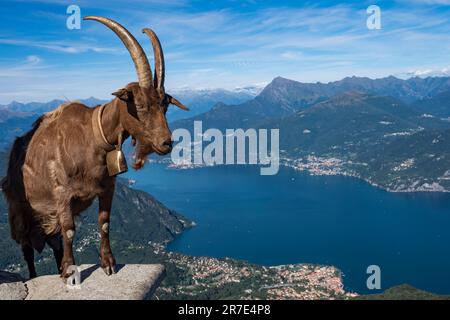 Capra sulle Alpi del Lago di Como Foto Stock