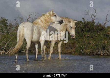 Camargue Horse, in piedi in palude, Saintes Marie de la Mer nel sud della Francia Foto Stock