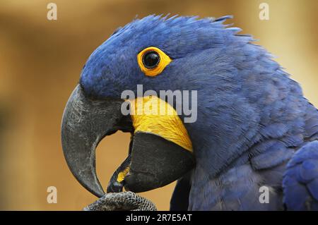 Macaw giacinto, anodorhynchus hyacinthinus, ritratto di Adulto con becco aperto Foto Stock