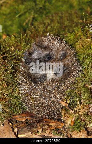 European Hedgehog, erinaceus europaeus, Adult Curled Up on Fallen Leaves, Normandia in Francia Foto Stock