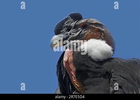 Condor andino, voltur gryphus, ritratto di maschio Foto Stock