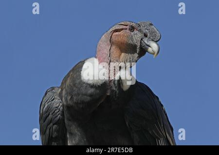 Condor andino, voltur gryphus, ritratto di maschio Foto Stock