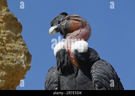 Condor andino, voltur gryphus, Ritratto di maschio Foto Stock