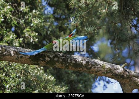 Macaw militare, ara militaris, adulti in volo Foto Stock