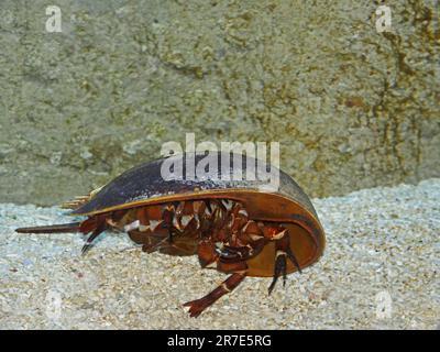 Granchio Atlantico a ferro di cavallo, limulus polifemo Foto Stock