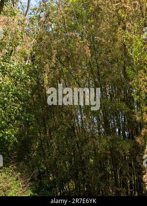 Fioritura del bambù nero, Phyllostachys nigra 'Boryana' segna la morte delle piante Foto Stock