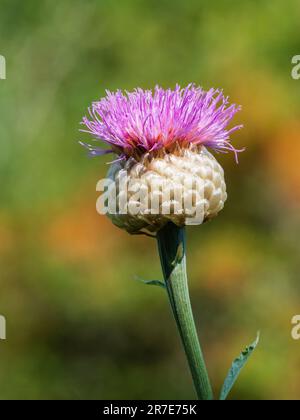 Rosa, come il cardo fiore del centaurea gigante, Rhaponticum centauroides (Stemmacantha centaureiodes) Foto Stock