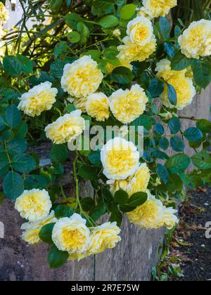 Fiori gialli profumati della rosa inglese David Austen, 'Graham Thomas' Foto Stock