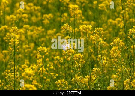 Fiore giallo fiorente in un campo in una giornata di sole in estate Foto Stock