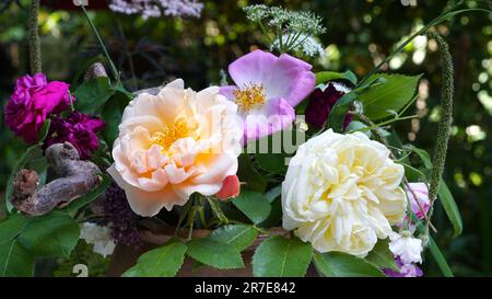 Un bouquet di rose diverse dal giardino. Foto Stock