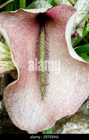 Giglio di cavallo morto (Helicodiceros muscivorus o Dracunculus muscivorus). Questo fiore odora come carne marciume che attrae mosche che che agiscono come impollinat Foto Stock