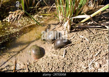 Lumache di mele (Pomacea insularum o Pomacea maculata) in una risaia del Delta del Ebro. Questo molluschi gasteropodi acquatici è una specie pericolosa e invasiva. Foto Stock