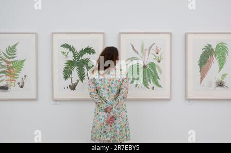 Saatchi Gallery, Londra, Regno Unito. 15th giugno, 2023. Il RHS Botanical Art & Photography Show presenta le migliori opere d'arte botaniche e fotografie create da artisti di tutto il mondo, tutti in competizione per una medaglia RHS. Credit: Malcolm Park/Alamy Live News Foto Stock