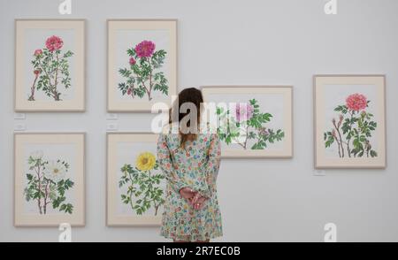 Saatchi Gallery, Londra, Regno Unito. 15th giugno, 2023. Il RHS Botanical Art & Photography Show presenta le migliori opere d'arte botaniche e fotografie create da artisti di tutto il mondo, tutti in competizione per una medaglia RHS. Credit: Malcolm Park/Alamy Live News Foto Stock