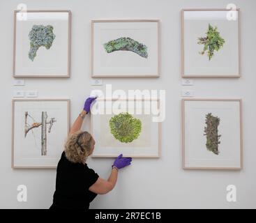 Saatchi Gallery, Londra, Regno Unito. 15th giugno, 2023. Il RHS Botanical Art & Photography Show presenta le migliori opere d'arte botaniche e fotografie create da artisti di tutto il mondo, tutti in competizione per una medaglia RHS. Credit: Malcolm Park/Alamy Live News Foto Stock