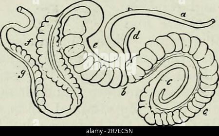 "Elementi dell'anatomia comparativa" (1878) Foto Stock