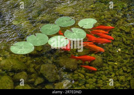 Koi Carps Fish Giapponese nuoto. Pesci colorati decorativi galleggiano in un laghetto artificiale, vista dall'alto. Foto Stock