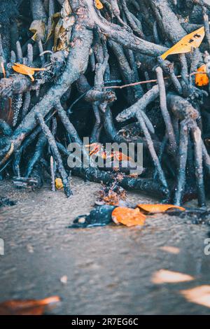 granchio nella mangrovia della foresta Foto Stock