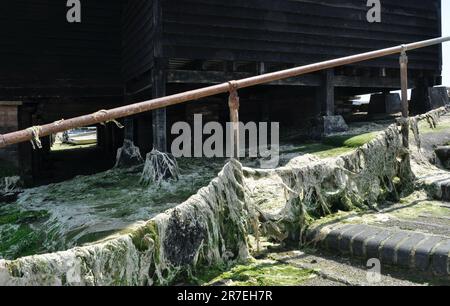 Marciante alghe marine sui gradini dell'edificio Raptackle su Bosham Quay Foto Stock