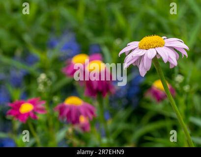 Singola margherita rosa accanto ad altri fiori da giardino Foto Stock