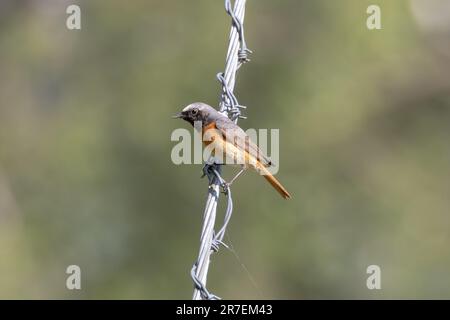 Maschio comune Redstart, Fenicurus phoenicurus, Sussex, UK Foto Stock