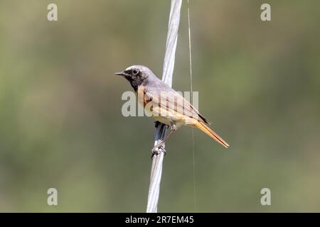 Maschio comune Redstart, Fenicurus phoenicurus, Sussex, UK Foto Stock