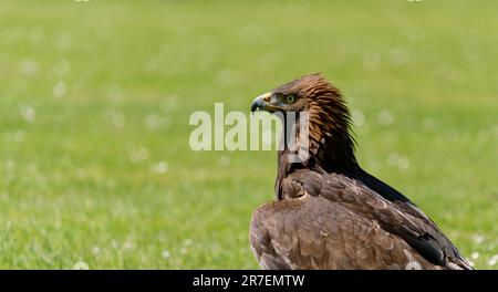 Primo piano di un'aquila d'oro Foto Stock