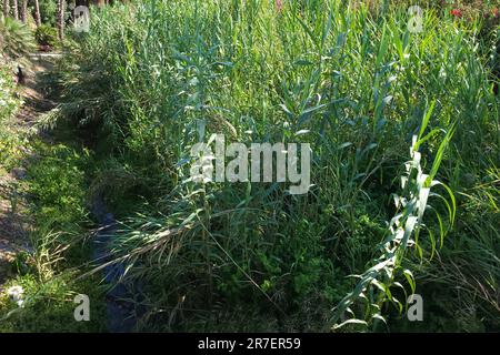 Canna gigante (Arundo Donax). Provincia di Málaga, Spagna. Foto Stock