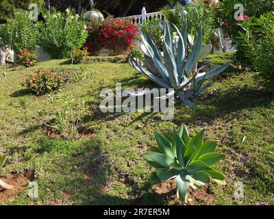 Giardino mediterraneo a Marbella, Spagna meridionale. Foto Stock