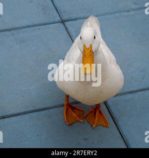 Oca Bianca sul marciapiede urbano a Brucoli, Siracusa, Sicilia, Italia Foto Stock