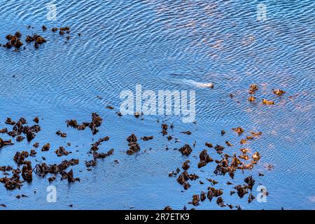 Foca grigia, grypus di Halichoerus, pesca in kelp in Wick of Trutis da Gloup Ness, Yell, Shetland Islands. Foto Stock