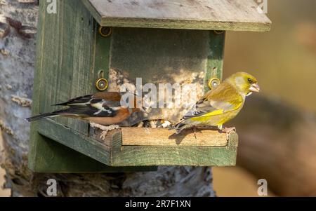 Un maschio chaffinch e greenfinch appollaiato su un alimentatore di uccelli, godendo il loro pasto di seme Foto Stock