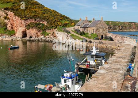 Cove Harbour è una delle gemme nascoste del sud-est della Scozia, confini scozzesi Foto Stock