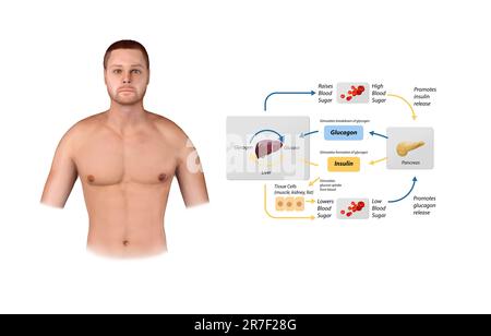 Illustrazione della regolazione della glicemia. Schema del ciclo di processo etichettato. Diagramma educativo di fegato e pancreas con uptake di stimolazione del glucosio e breakdow Foto Stock