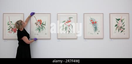 Saatchi Gallery, Londra, Regno Unito. 15th giugno, 2023. Il RHS Botanical Art & Photography Show presenta le migliori opere d'arte botaniche e fotografie create da artisti di tutto il mondo, tutti in competizione per una medaglia RHS. Credit: Malcolm Park/Alamy Live News Foto Stock