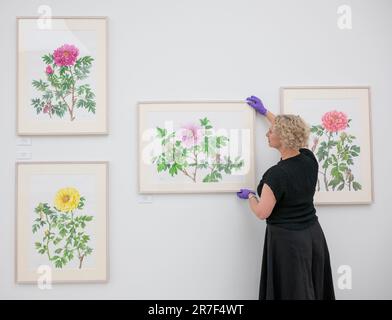 Saatchi Gallery, Londra, Regno Unito. 15th giugno, 2023. Il RHS Botanical Art & Photography Show presenta le migliori opere d'arte botaniche e fotografie create da artisti di tutto il mondo, tutti in competizione per una medaglia RHS. Credit: Malcolm Park/Alamy Live News Foto Stock