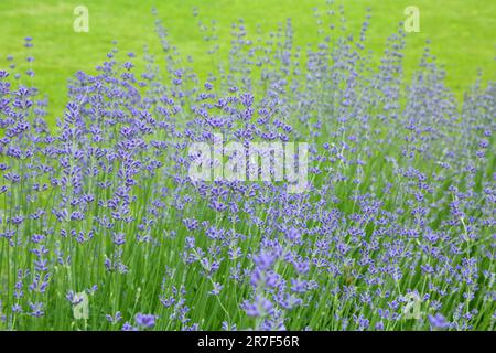 Lavanda selvatica. Lavanda in diverse tonalità che crescono fuori casa. Lavanda. Foto Stock