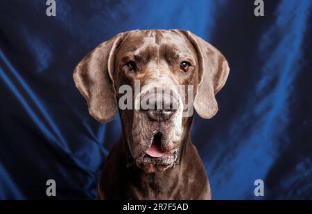 Grande cane danese dai colori bellissimi, servizio fotografico in studio Foto Stock