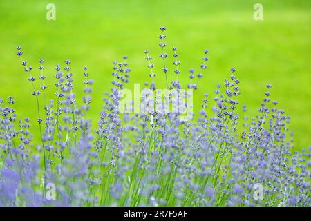 Lavanda selvatica. Lavanda in diverse tonalità che crescono fuori casa. Lavanda. Foto Stock