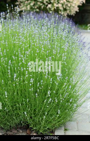 Lavanda selvatica. Lavanda in diverse tonalità che crescono fuori casa. Lavanda. Foto Stock