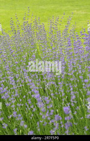 Lavanda selvatica. Lavanda in diverse tonalità che crescono fuori casa. Lavanda. Foto Stock