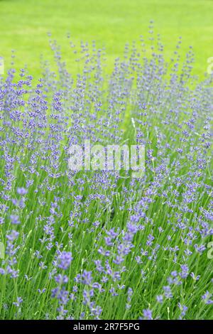 Lavanda selvatica. Lavanda in diverse tonalità che crescono fuori casa. Lavanda. Foto Stock