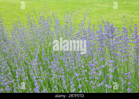 Lavanda selvatica. Lavanda in diverse tonalità che crescono fuori casa. Lavanda. Foto Stock