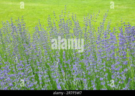 Lavanda selvatica. Lavanda in diverse tonalità che crescono fuori casa. Lavanda. Foto Stock