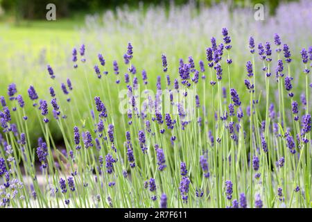 Lavanda selvatica. Lavanda in diverse tonalità che crescono fuori casa. Lavanda. Foto Stock