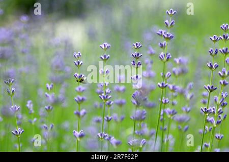 Lavanda selvatica. Lavanda in diverse tonalità che crescono fuori casa. Lavanda. Foto Stock