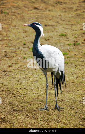 Una bella gru demoiselle, Grus virgo in un prato. Foto Stock