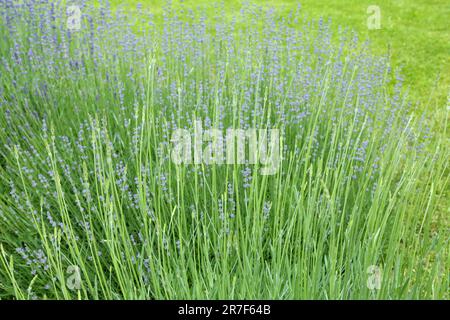 Lavanda selvatica. Lavanda in diverse tonalità che crescono fuori casa. Lavanda. Foto Stock