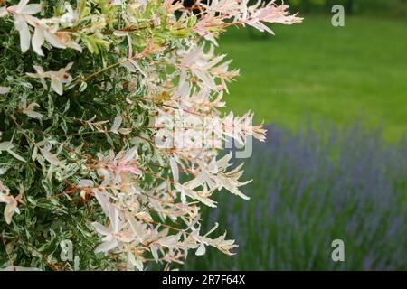 Lavanda selvatica. Lavanda in diverse tonalità che crescono fuori casa. Lavanda. Foto Stock