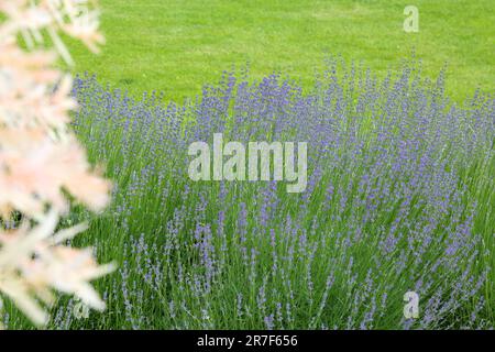 Lavanda selvatica. Lavanda in diverse tonalità che crescono fuori casa. Lavanda. Foto Stock